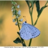 cela argiolus imago12 kher